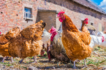 Chickens on traditional free range poultry farm