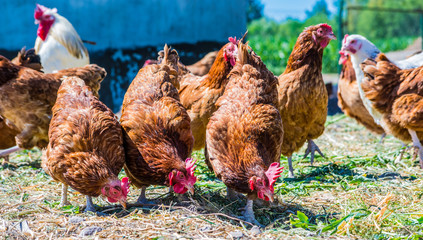 Chickens on traditional free range poultry farm © monticellllo