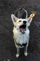 Excited gray dog catching snack in countryside