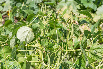 Grüne Bohnen an der Pflanze im Blumenbeet in einem Garten, Deutschland