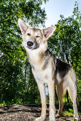 Dog in grove in outskirts on sunny day