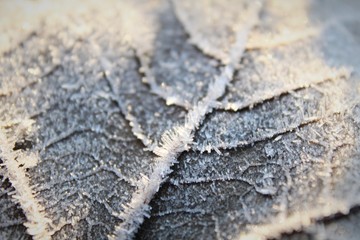Winter leaf 3