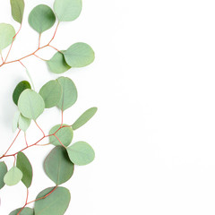 Obraz premium Eucalyptus branch, leaves isolated on white background. Flat lay, top view. floral concept