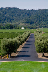 driveway to vineyard