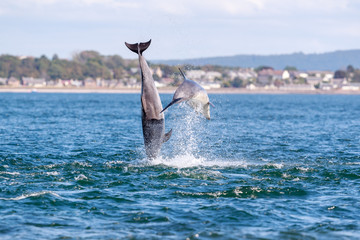 Bottlenose dolphin 🐬 breaching © jamie
