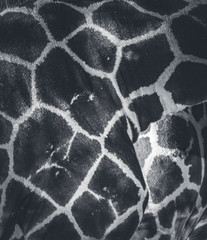 giraffe skin texture