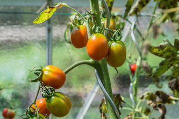 Glas Gewächshaus mit roten reifen und grüne unreife Tomaten, Deutschland