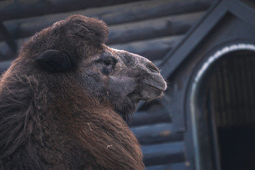head of camel