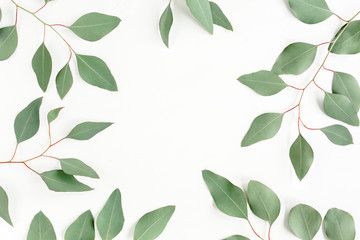 Leaves eucalyptus frame borders on white background with empty space for text. Flat lay, top view. floral concept