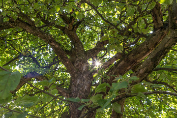 Sonnenstrahlen scheinen durch das Blätterdach eines Apfel Obstbaumes in einem Garten, Deutschland