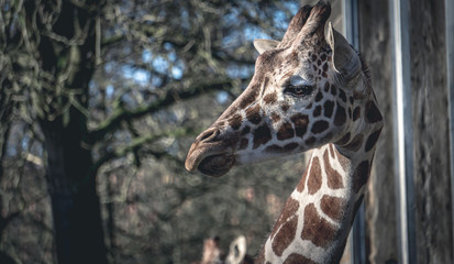 portrait of giraffe