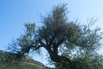 Crooked tree in front of sky and mountain, back lit