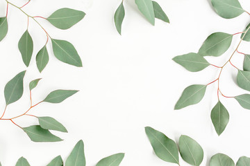 Naklejka premium Frame made green leaves eucalyptus populus isolated on white background. Flat lay, top view