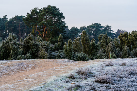 Blooming heathland, Nature reserve Westruper Heide, Muensterland, North Rhine-Westphalia, Germany, Europe