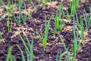 Young green leek sprouts appeared on the garden beds