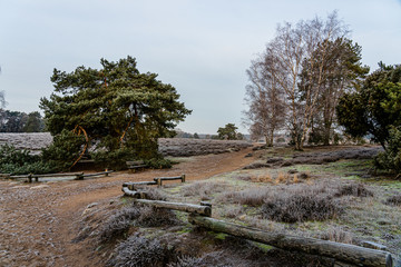 morning winter heathland, Nature reserve Westruper Heide, Muensterland, North Rhine-Westphalia,...