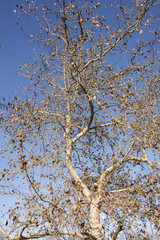 ipo castano autunno