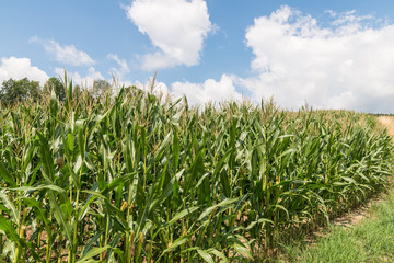 Maisfeld an einem schönen Sommertag mit Wolken und blauem Himmel, Deutschland