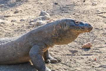 Obraz premium A close up on a gigantic, venomous Komodo Dragon roaming free in Komodo National Park, Flores, Indonesia. The dragon is following a scent. Toxic saliva is leaking from its mouth. Dangerous animal