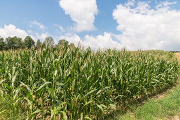 Maisfeld an einem schönen Sommertag mit Wolken und blauem Himmel, Deutschland