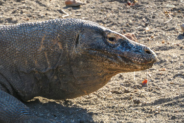 A close up on a gigantic, venomous Komodo Dragon roaming free in Komodo National Park, Flores, Indonesia. The dragon is following a scent. Toxic saliva is leaking from its mouth. Dangerous animal