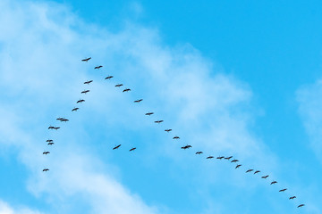 Geese in V