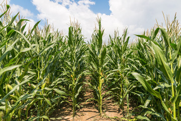 Maisfeld an einem schönen Sommertag mit Wolken und blauem Himmel, Deutschland