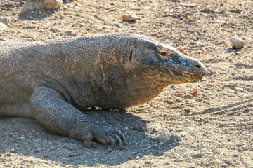 A close up on a gigantic, venomous Komodo Dragon roaming free in Komodo National Park, Flores, Indonesia. The dragon is following a scent. Toxic saliva is leaking from its mouth. Dangerous animal