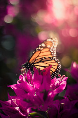 Mariposa monarca sobre Flor rosa en primavera