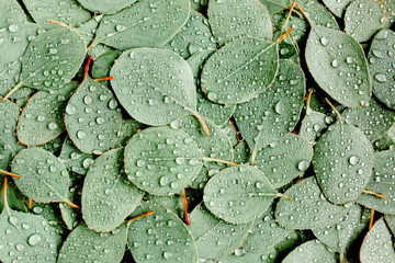 Background/Texture made of green eucalyptus leaves with raindrop, dew. Flat lay, top view