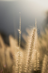 Fototapeta premium Campo de trigo