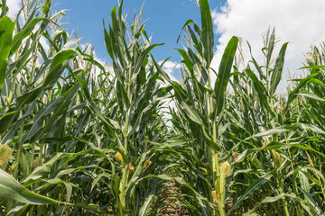Maisfeld an einem schönen Sommertag mit Wolken und blauem Himmel, Deutschland