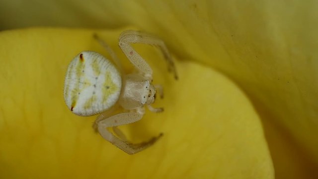 Flower crab spider (Family Thomisidae) sitting on a rose petal, South Africa