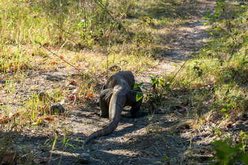 A gigantic, venomous Komodo Dragon roaming free in Komodo National Park, Flores, Indonesia. The dragon walking on a pathway, following a scent, looking for pray. Dangerous animal