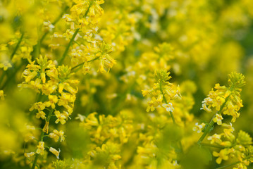 Obraz premium Yellow Flowers in Field