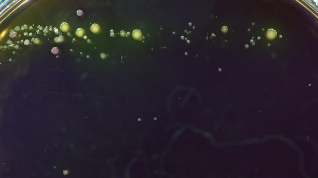Time lapse of bacterial colony growth in a petri dish