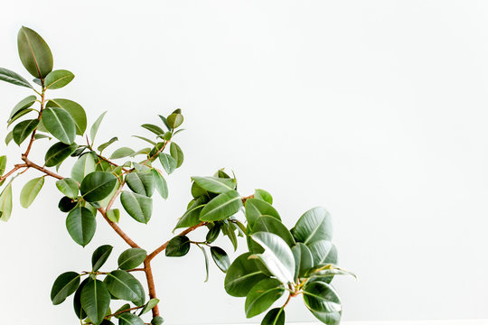 Ficus on white background. Modern minimalistic interior with an home plant. Flat lay, top view minimal concept. 