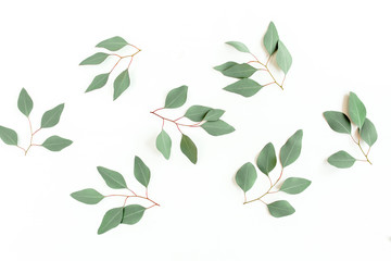 Green branch, leaves eucalyptus populus isolated on white background. Flat lay, top view