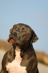 American Pit Bull Terrier dog against blue sky