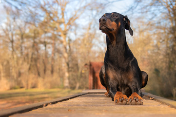 Dobermann