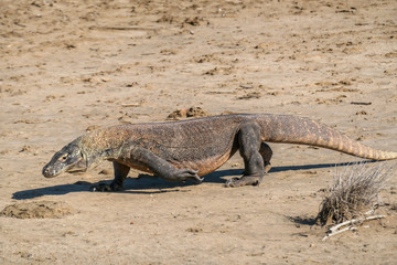 A gigantic, venomous Komodo Dragon roaming free in Komodo National Park, Indonesia. The dragon is...