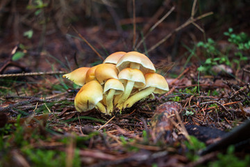 A cluster of sulphur tuft (Hypholoma fasciculare) growing in the forest