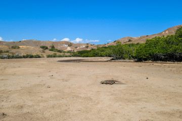 A gigantic, venomous Komodo Dragon roaming free in Komodo National Park, Indonesia. The dragon is...
