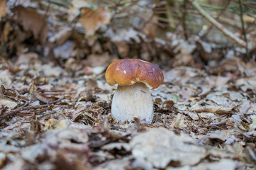 King bolete (Boletus edulis) growing in leaves