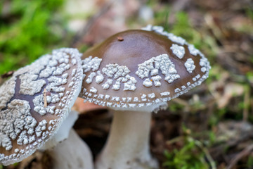 Close-up of grey spotted amanita (Amanita spissa) growing in the forest