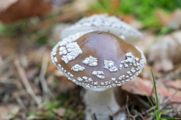 Grey spotted amanita (Amanita spissa) growing in the forest