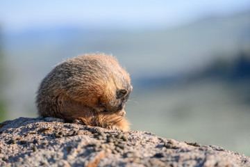 Marmot Scratches its Tail