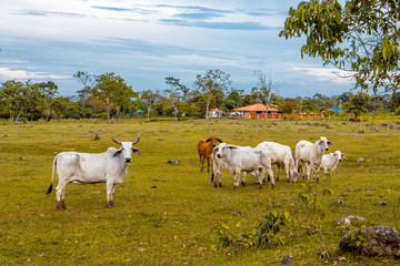 Fototapeta na wymiar landscape with cows and cloudy sky