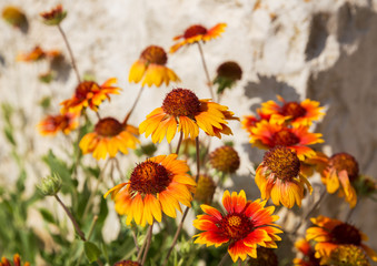 Flowers of gaillardia