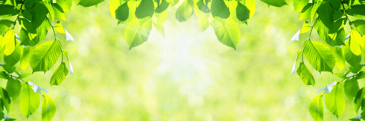 Fototapeta na wymiar wide horizontal springtime background - fresh vibrant green leaves with shallow depth of field with sunlight beams (copy space)